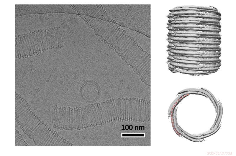 Odin Tubulin: Bridging Bacteria and Human Cells