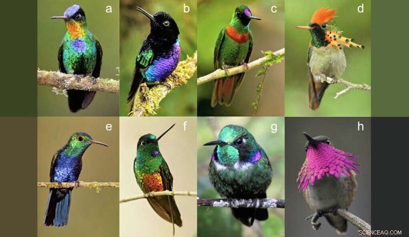 Hummingbirds Display the Widest Range of Vibrant Plumage in the Avian Kingdom