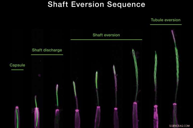 Inside the Jellyfish Sting: Unveiling the Micro-Architecture of a Cellular Weapon