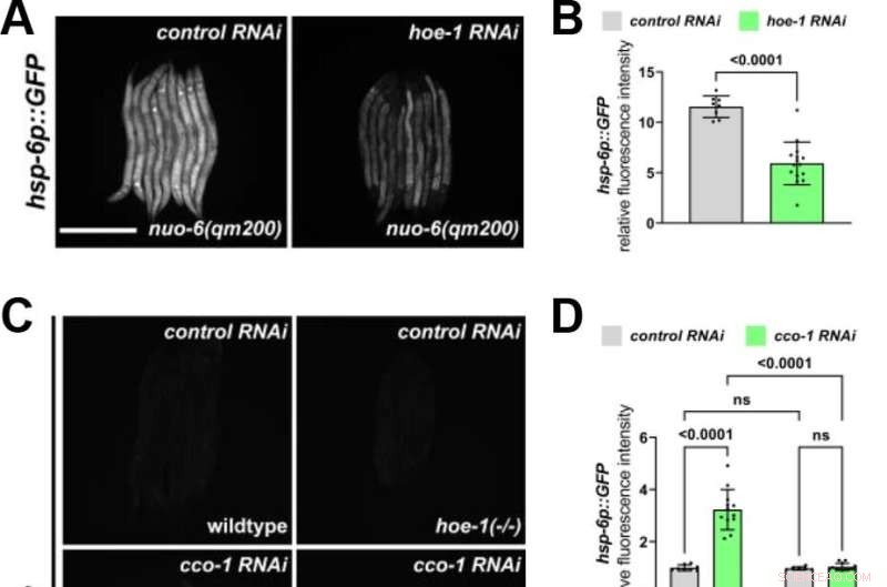 Researchers Identify Novel Molecular Pathway Linked to Aging