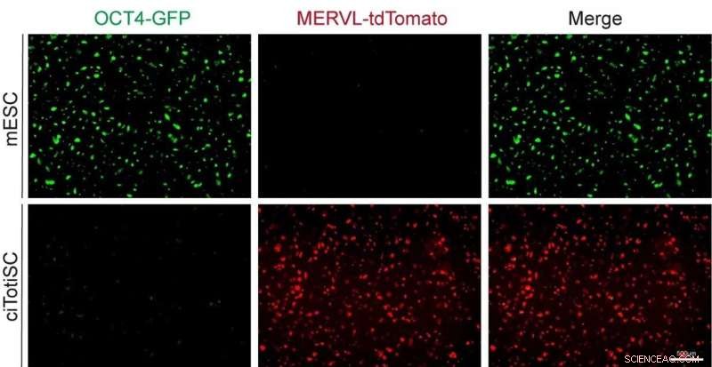 Scientists Master Totipotent Stem Cells, Pioneering Early Life Reconstruction