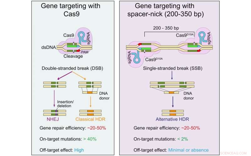 Precise Gene Editing Technique Reduces Off‑Target Effects in Blood Stem Cells