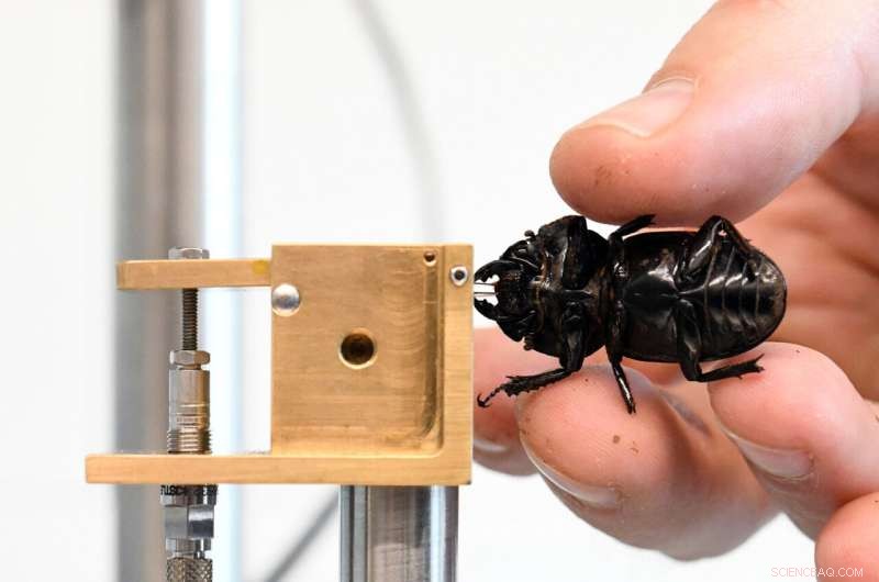 Measuring Insect Bite Forces: A Mobile System for Precise Analysis