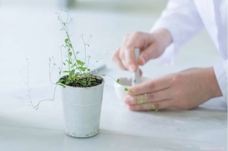 Restoring Contaminated Soil: Flowers & Tobacco Thrive on Copper‑Heavy Grounds