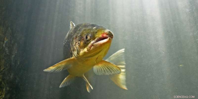 The Multifaceted Effects of Parasites on Salmon Health