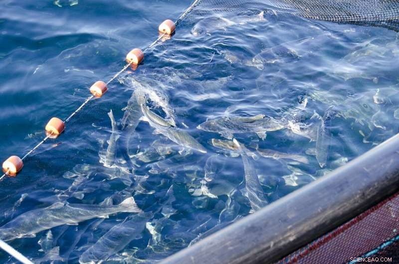 The Multifaceted Effects of Parasites on Salmon Health