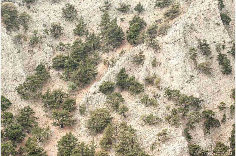 Decades of Mountain Climate Change Fail to Shift Tree Lines
