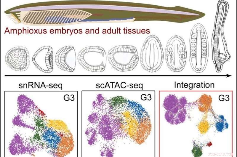 Amphioxus Sequencing Reveals Key Insights into Vertebrate Evolution