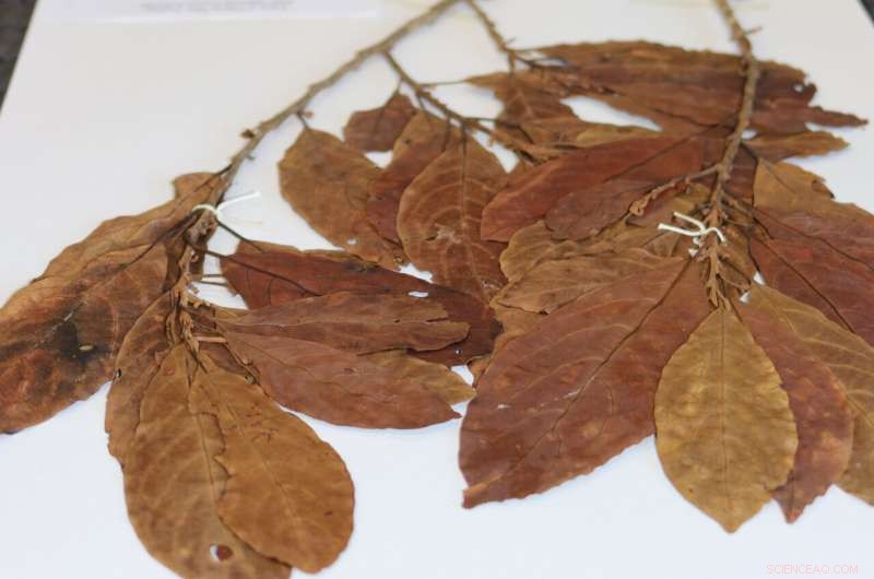 Pioneering Digital Transformation: Australian Herbarium Digitizes One Million Plant Specimens