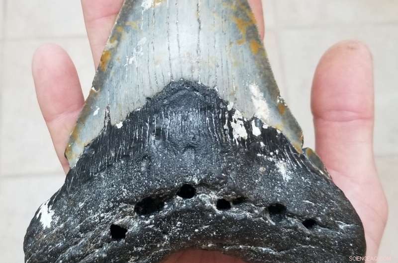 Megalodon’s Diet Unveiled: Consumed Predators and Their Prey