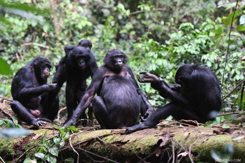 Bonobos  Tolerant, Peaceful Group Dynamics Offer Insight into Human Peacebuilding