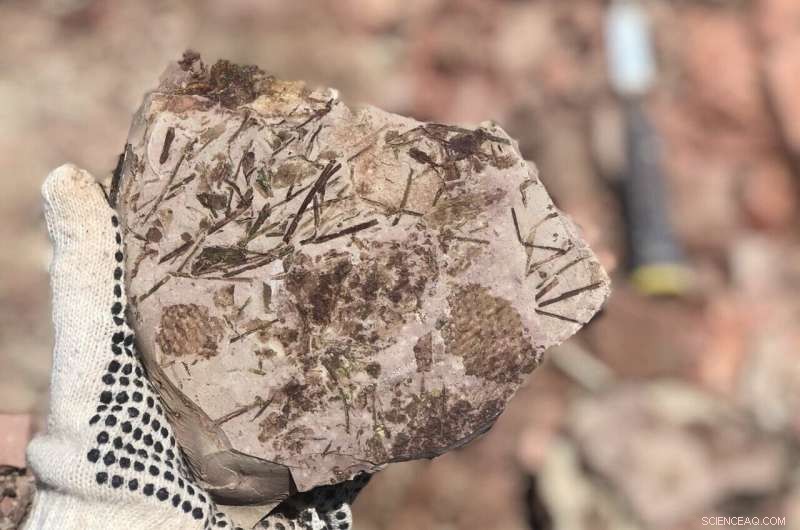 Over 100 Fossils Unearthed in Rediscovered Brazilian Paleontological Site After 70 Years
