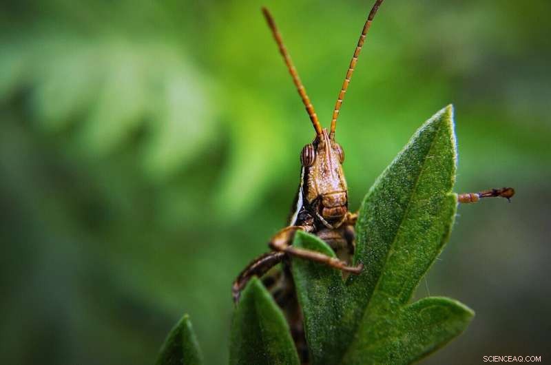 Michigan State Study Uses Locust Brain & Antennae to Detect Mouth Cancer