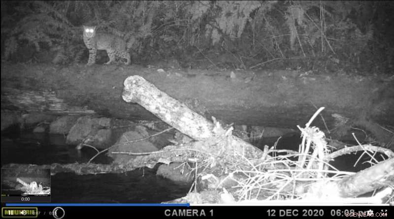 The Critical Role of Large Wood in Streams for Terrestrial Animals