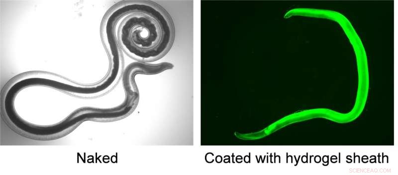 Engineered Micro-Worms with Protective Coatings for Targeted Cargo Delivery
