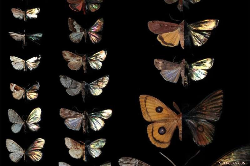 Infrared Imaging Reveals Moths  Vibrant Color Spectrum