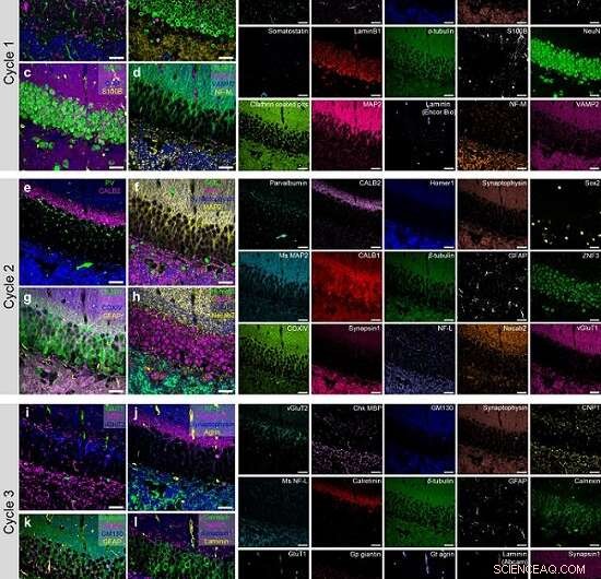 PICASSO Imaging Technique Brings Biological Molecules into Technicolor