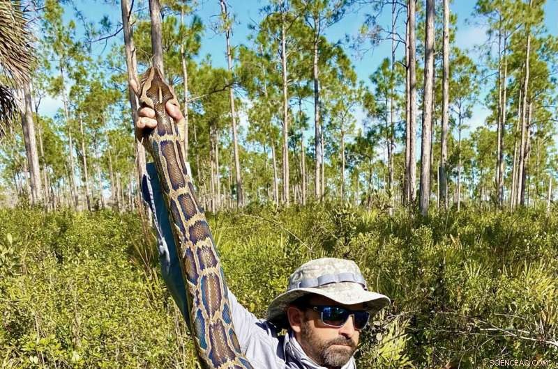 Florida Scientists Capture 18‑Foot, 215‑Pound Burmese Python – Record‑Breaking Achievement