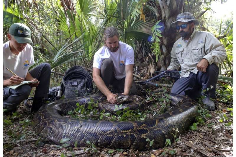 Florida Scientists Capture 18‑Foot, 215‑Pound Burmese Python – Record‑Breaking Achievement