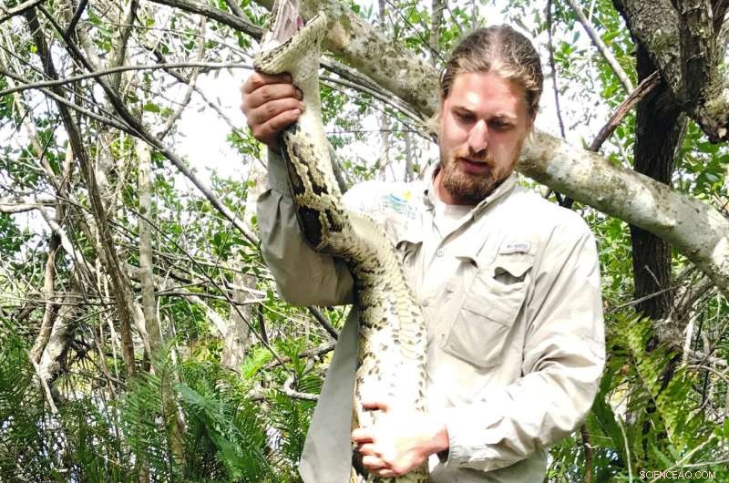 Florida Scientists Capture 18‑Foot, 215‑Pound Burmese Python – Record‑Breaking Achievement