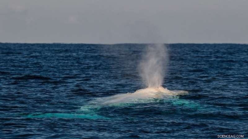 Migaloo Missing: What Climate Change Means for the Iconic White Humpback
