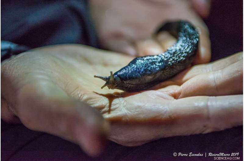 Global Citizen Scientists Uncover Europe s Giant Keelback Slug