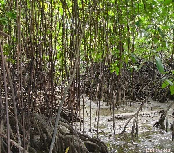 World’s Largest Mangrove Forests Poised for Revival After Decades of Decline