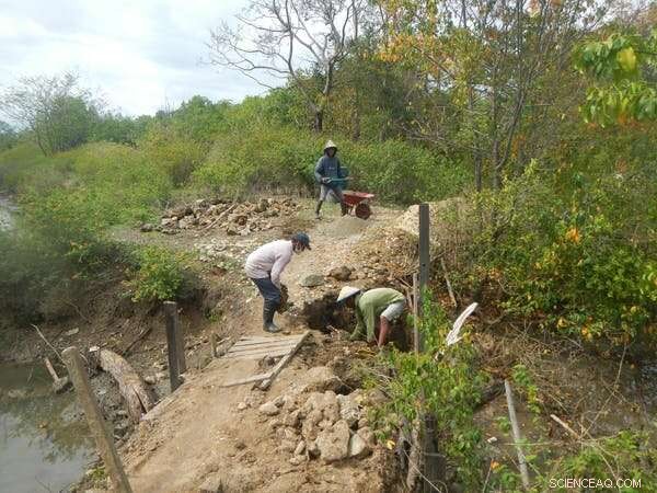 World’s Largest Mangrove Forests Poised for Revival After Decades of Decline