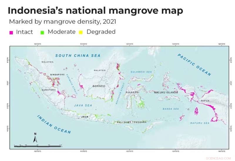 World’s Largest Mangrove Forests Poised for Revival After Decades of Decline