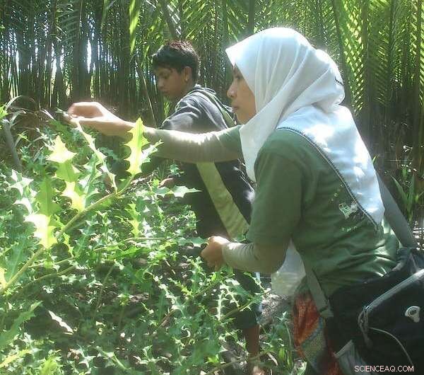 World’s Largest Mangrove Forests Poised for Revival After Decades of Decline