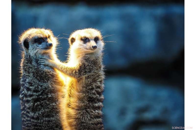 Zoonotic Disease Risks for Non‑Traditional Pet Owners: Prevention Tips and Insights