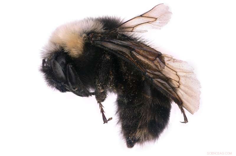 Building a Comprehensive Bee Genome Library