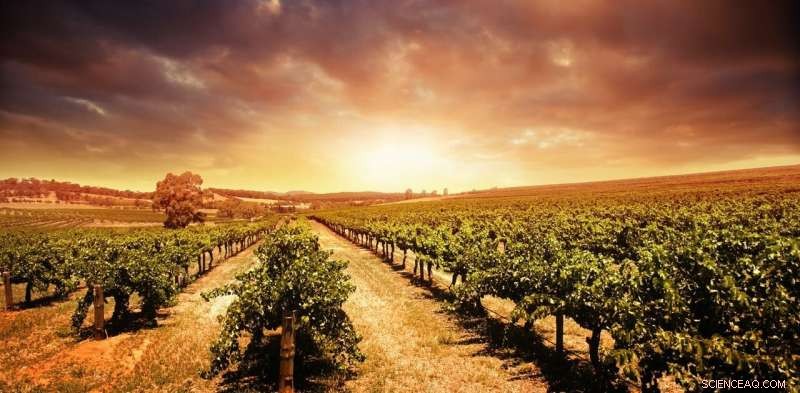Australian Grape Growers Lead Climate Adaptation: Their Early Strategies Guide Farmers