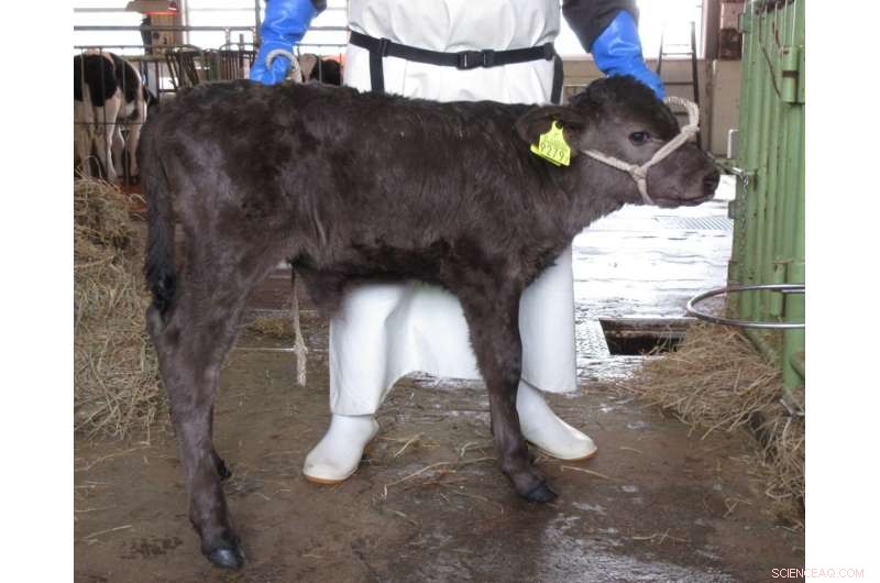 Early Chromosomal Errors Drive Embryonic Loss in Assisted Reproductive Technology