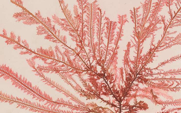 Uncovering Australia s Hidden Plant and Fungi Diversity