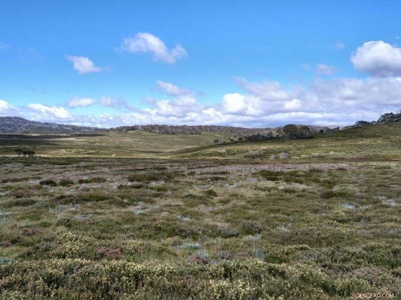 Uncovering Australia s Hidden Plant and Fungi Diversity