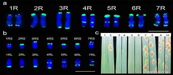 Advanced Wheat‑Rye Chromosome Engineering Confers Ug99 Resistance for Wheat Breeders