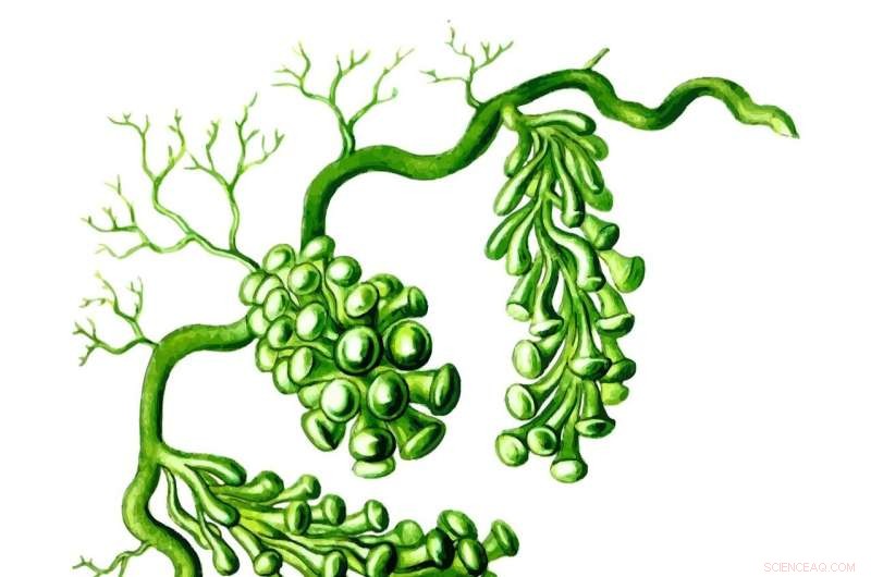 Harnessing Large-Scale Microalgae Cultivation to Clean Industrial Emissions and Mitigate Climate Impact in the Nordics