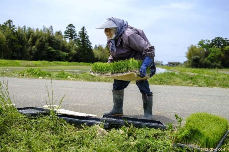 Phoenix Reborn: Japan’s Triumph in Restoring a Vanished Bird