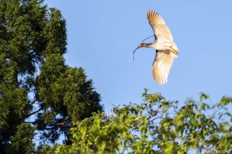 Phoenix Reborn: Japan’s Triumph in Restoring a Vanished Bird
