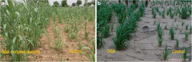Evaluating Human Urine as a Sustainable Natural Fertilizer for Crop Production