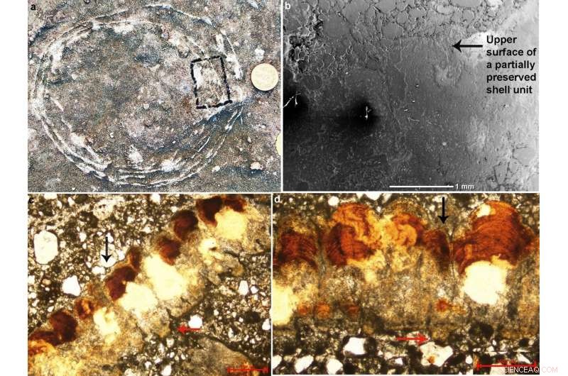 Ovum‑in‑ovo Egg Reveals Titanosaurs Had Avian‑Like Reproductive Biology