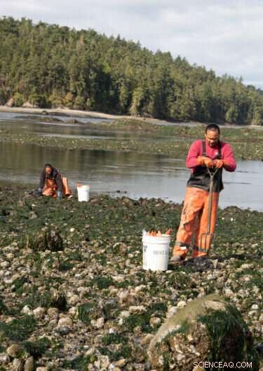 Unprecedented 2021 Heat Wave Triggers Massive Shellfish Die-Off in the Pacific Northwest