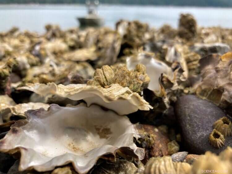 Unprecedented 2021 Heat Wave Triggers Massive Shellfish Die-Off in the Pacific Northwest