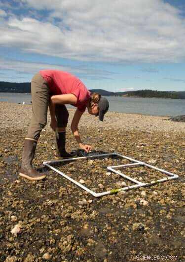Unprecedented 2021 Heat Wave Triggers Massive Shellfish Die-Off in the Pacific Northwest