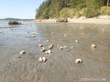 Unprecedented 2021 Heat Wave Triggers Massive Shellfish Die-Off in the Pacific Northwest