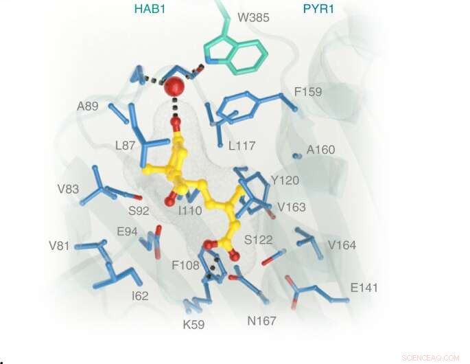 Affordable Detection Method for Synthetic Cannabinoids and Banned Pesticides