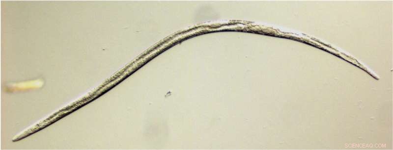 New Insights into Sex Determination in Bursaphelenchus Nematodes: Implications for Pest Management