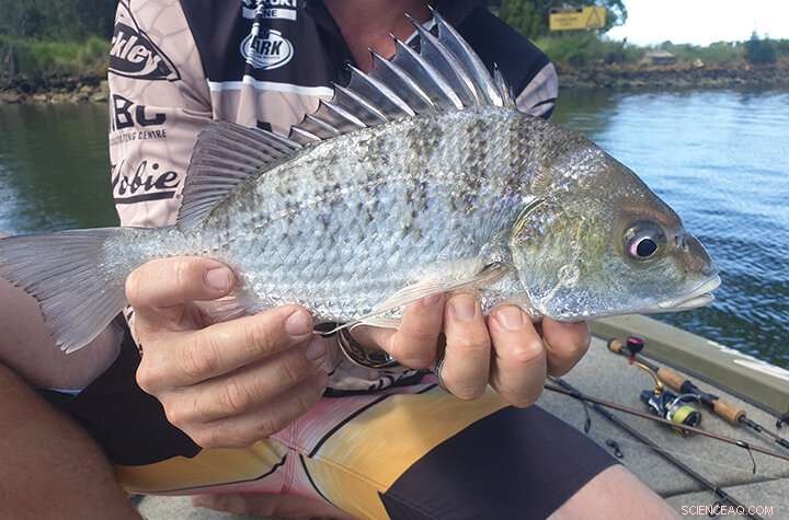 Surprise Discovery: Barred Javelin Fish Captured by Southern Cross University Researcher on NSW Coast