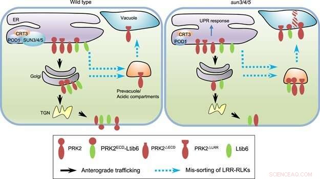 Scientists Reveal Novel ER Sorting Pathway Enhancing Plant Protein Quality Control